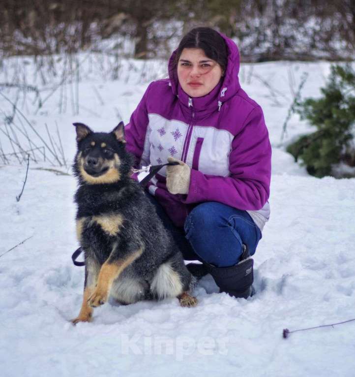 Собаки в Наро-Фоминске: Дина: щенок, подросток девочка. Метис овчарки. Девочка, Бесплатно - фото 6