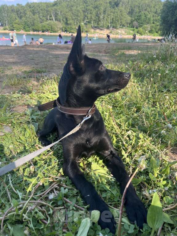 Собаки в Иркутске: Отдам в добрые руки семимесячного щенка(помесь русского тойтерьера)игривый,умный,ласковый. Мальчик, Бесплатно - фото 3