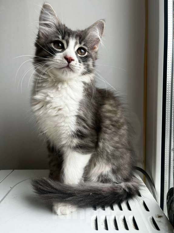 Кошки в Москве: Котенок от домашней кошки в дар ответственним Мальчик, Бесплатно - фото 3