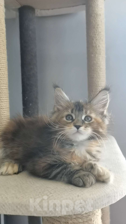 Кошки в Иркутске: Злата Девочка, 30 000 руб. - фото 2