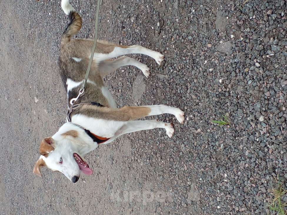 Собаки в Котельнике: Мальчик с разноцветными глазами и очень трудной судьбой! Мальчик, Бесплатно - фото 3