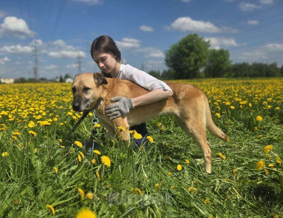 Собаки в Королеве: В поисках дома Берри. Девочка, Бесплатно - фото 4