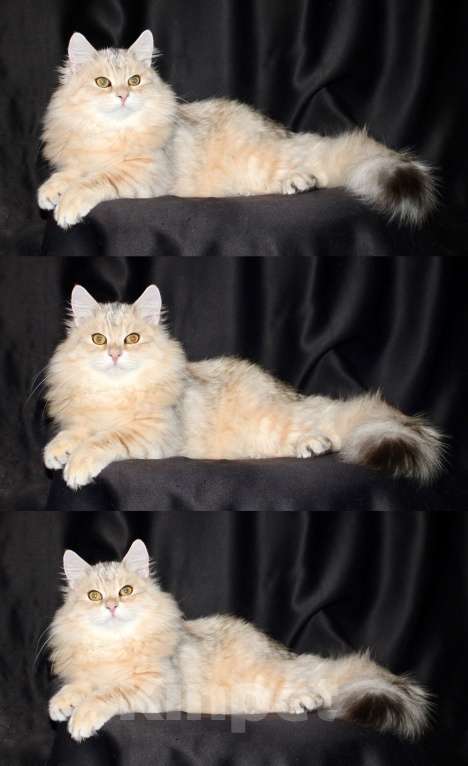 Кошки в Тюмени: Сибирский котёнок Мальчик, 15 000 руб. - фото 3