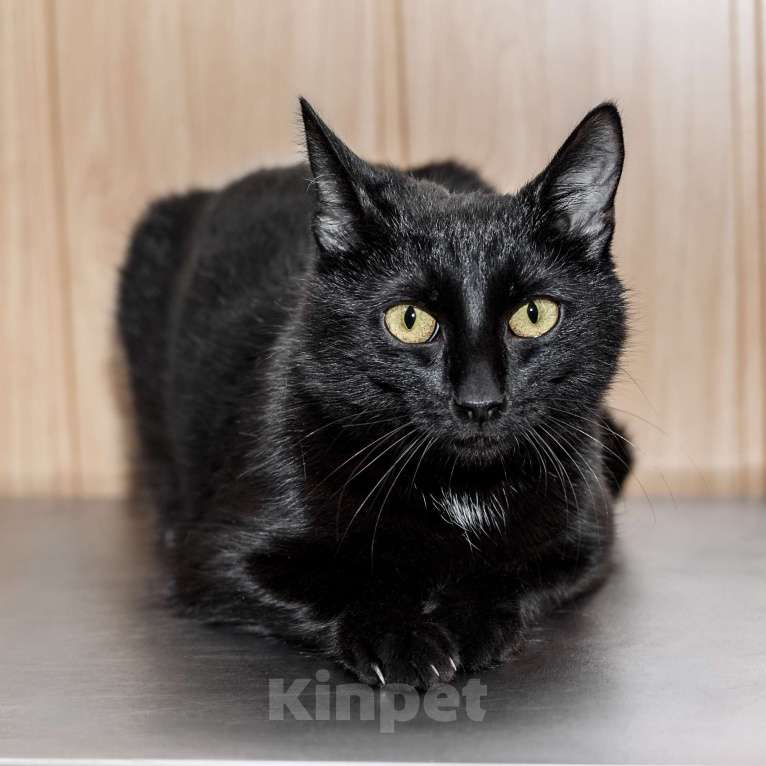 Кошки в Москве: Ищем дом малышке Девочка, Бесплатно - фото 5