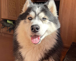 Собаки в Саратове: Симбирский Хаски, кличка Арчи Мальчик, Бесплатно - фото 4
