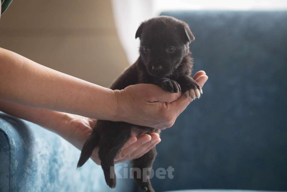 Собаки в Москве: Мишутка ждет маму Мальчик, Бесплатно - фото 7