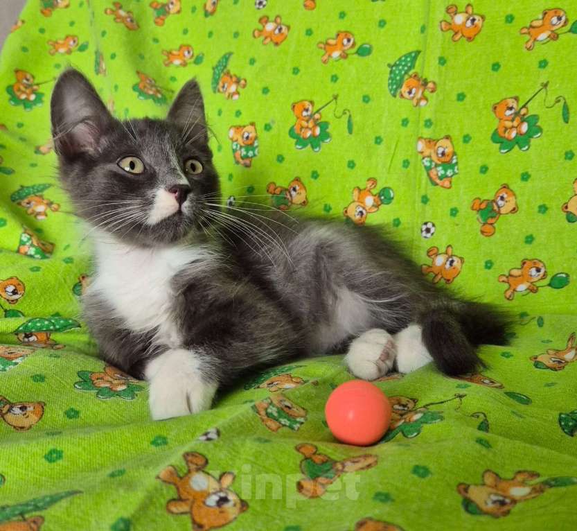 Кошки в Санкт-Петербурге: Ищет дом Тишенька Мальчик, Бесплатно - фото 5