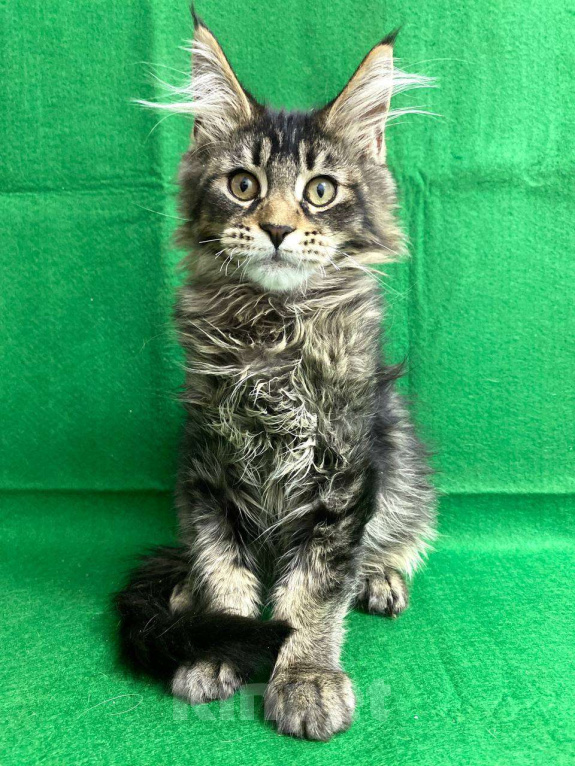 Кошки в Москве: Котёнок Мейн-Кун Мальчик Мальчик, 50 000 руб. - фото 5