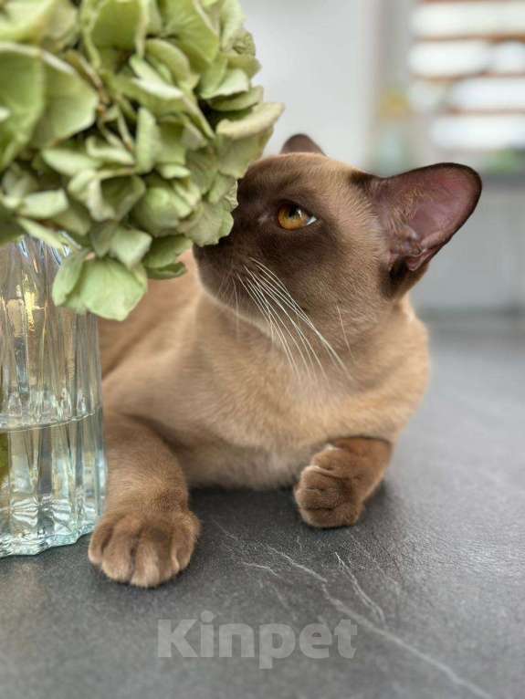 Кошки в Екатеринбурге: Клубные котята Европейской бурмы Мальчик, Бесплатно - фото 3