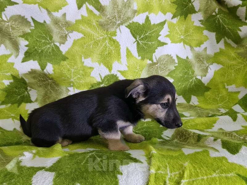 Собаки в Москве: Щенки коротколапики в добрые руки Мальчик, Бесплатно - фото 5