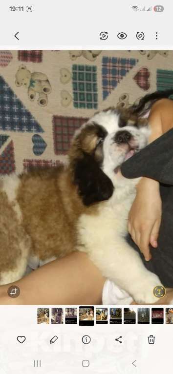 Собаки в Самаре: Малыши сенбернара Мальчик, 80 000 руб. - фото 9