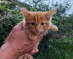 Кошки в других городах Воронежской области: В добрые руки котёнка (девочку), возраст около 3-х месяцев.  Девочка, Бесплатно - фото 1