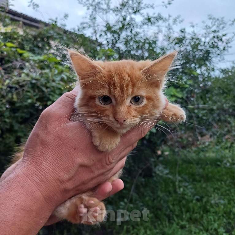 Кошки в других городах Воронежской области: В добрые руки котёнка (девочку), возраст около 3-х месяцев.  Девочка, Бесплатно - фото 1