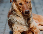 Собаки в Санкт-Петербурге: Роскошный, грозный внешне, мягкий внутри пёс Мальчик, Бесплатно - фото 6