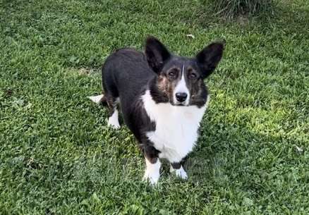 Собаки в Москве: Вельш корги кардиган- в добрые руки Девочка, Бесплатно - фото 5