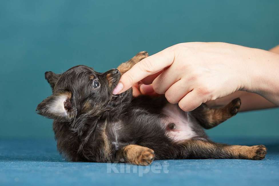 Собаки в Вологде: Русский Той Мальчик, Бесплатно - фото 2