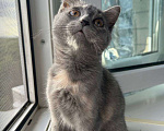 Кошки в Москве: Британский котёнок Девочка, Бесплатно - фото 3