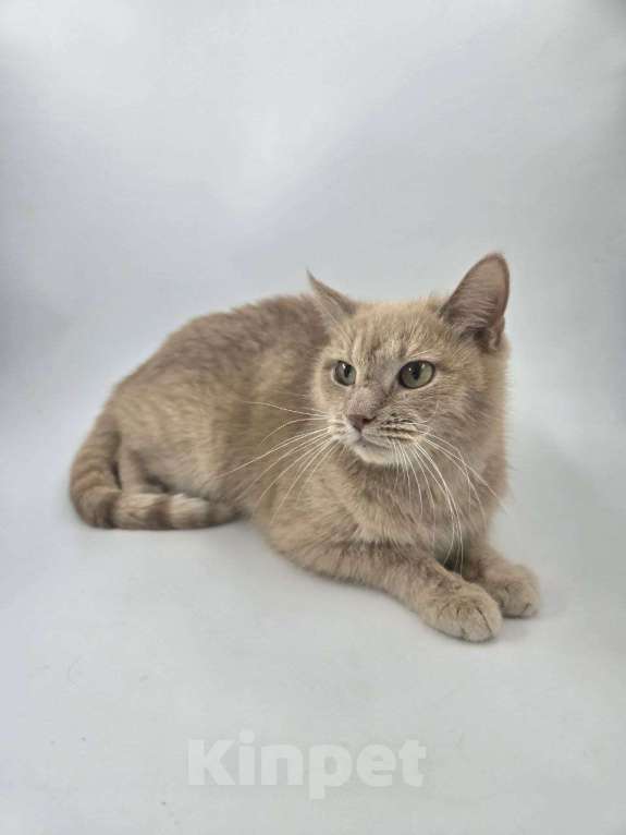 Кошки в Москве: Выкинутый в лютые морозы Емеля ищет дом Мальчик, Бесплатно - фото 4