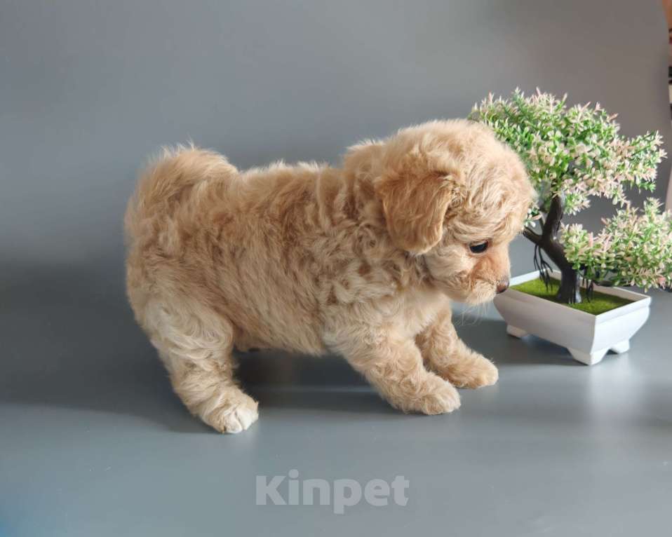 Собаки в Краснодаре: Мальтипушка Ф1 девочка Девочка, Бесплатно - фото 6