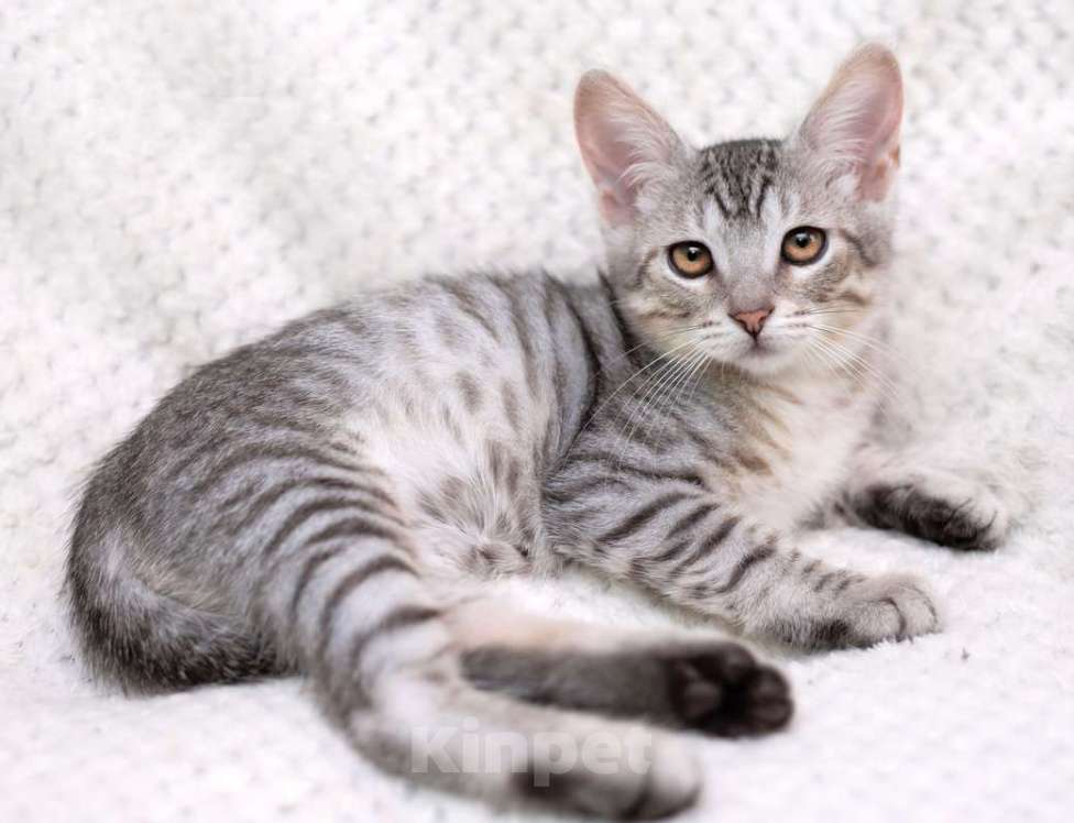 Кошки в Москве: Очаровательный котёнок Гудини в добрые руки Мальчик, 1 руб. - фото 4