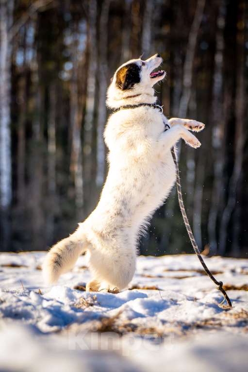 Собаки в Клине: Ласка — озорная попрыгунья Девочка, Бесплатно - фото 9