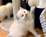 Кошки в Санкт-Петербурге: Милейший котёнок Рэгдолл Мальчик, 95 руб. - фото 1