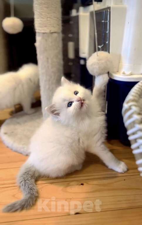 Кошки в Санкт-Петербурге: Милейший котёнок Рэгдолл Мальчик, 95 руб. - фото 1