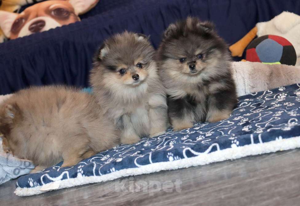 Собаки в Москве: Самая РОСКОШНАЯ крошка шпица Девочка, 55 000 руб. - фото 4