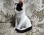 Кошки в Одинцово: котенок в добрые руки Мальчик, Бесплатно - фото 1