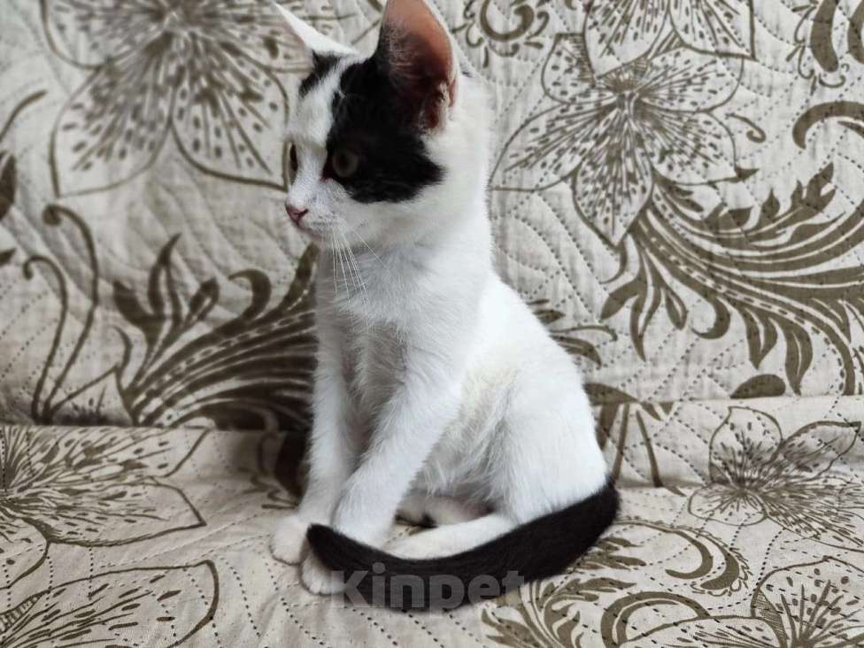 Кошки в Одинцово: котенок в добрые руки Мальчик, Бесплатно - фото 1