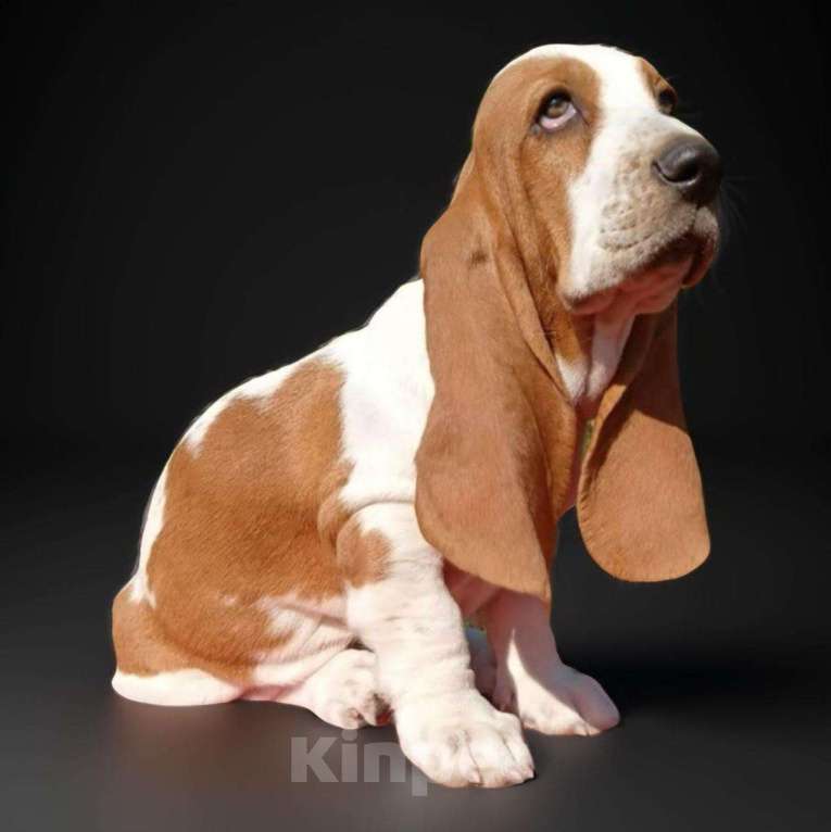 Собаки в Москве: Щенки бассет - хаунда Мальчик, 65 000 руб. - фото 6