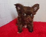 Собаки в Санкт-Петербурге: Шоколадный мальчик Мальчик, 50 000 руб. - фото 2