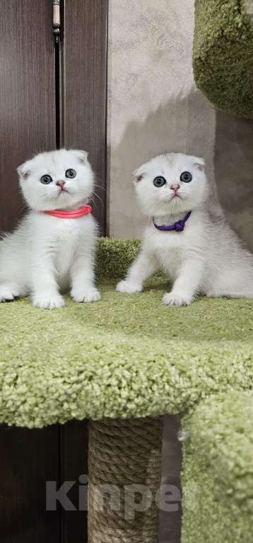 Кошки в Балашихе: Серебристая шиншилла Девочка, 40 000 руб. - фото 3