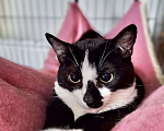 Кошки в Москве: Капелька черно-белая кошечка из приюта Девочка, Бесплатно - фото 4