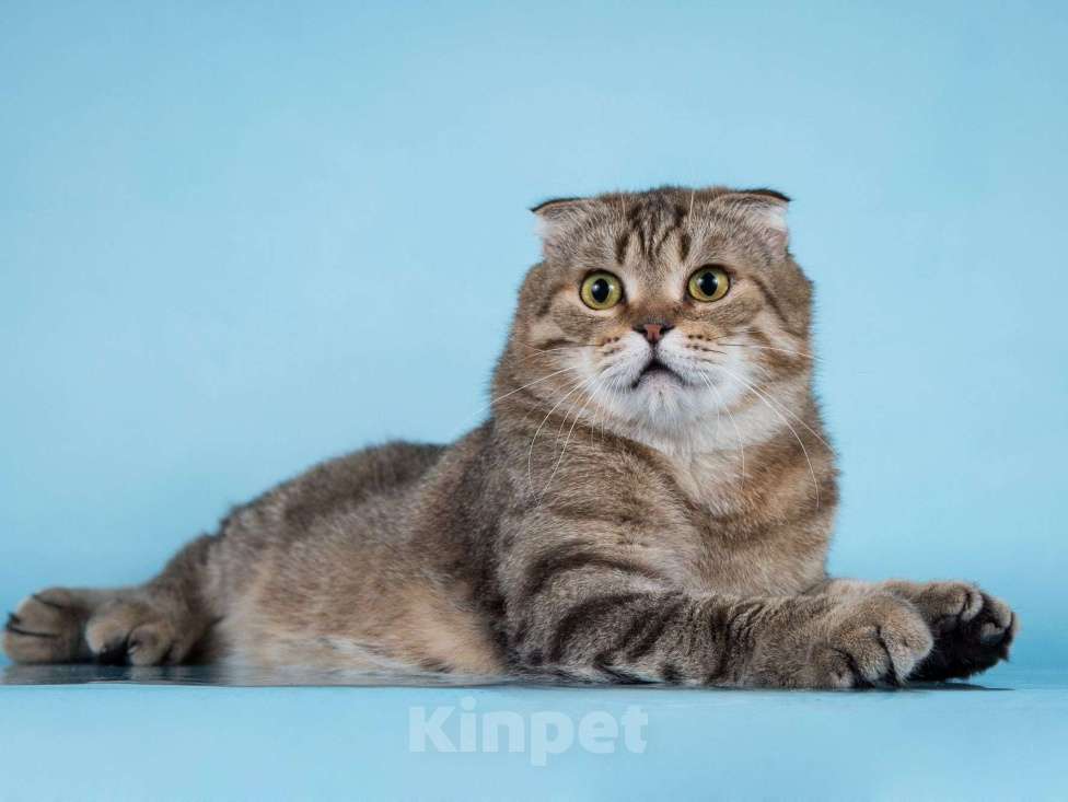 Кошки в Москве: Благородный добряк — кот Сигизмундий Мальчик, Бесплатно - фото 2