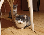 Кошки в Пущино: котик 5 месяцев Мальчик, 1 руб. - фото 1