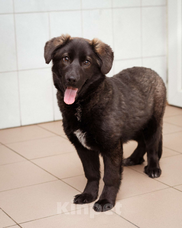 Собаки в Москве: Рокси, 4 месяца ищет дом! Девочка, Бесплатно - фото 5