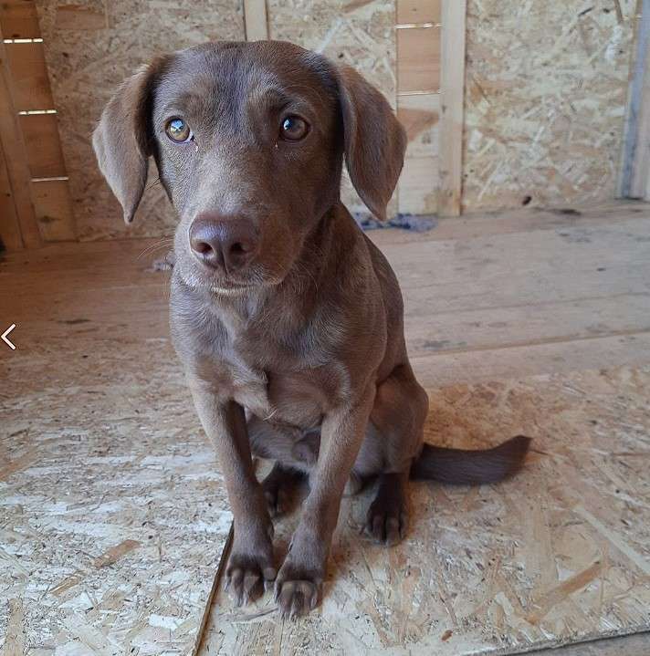 Собаки в Хотьково: Барни Мальчик, Бесплатно - фото 2