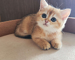 Кошки в Москве: Шотландский прямоухий котенок страйт Мальчик, 45 000 руб. - фото 2