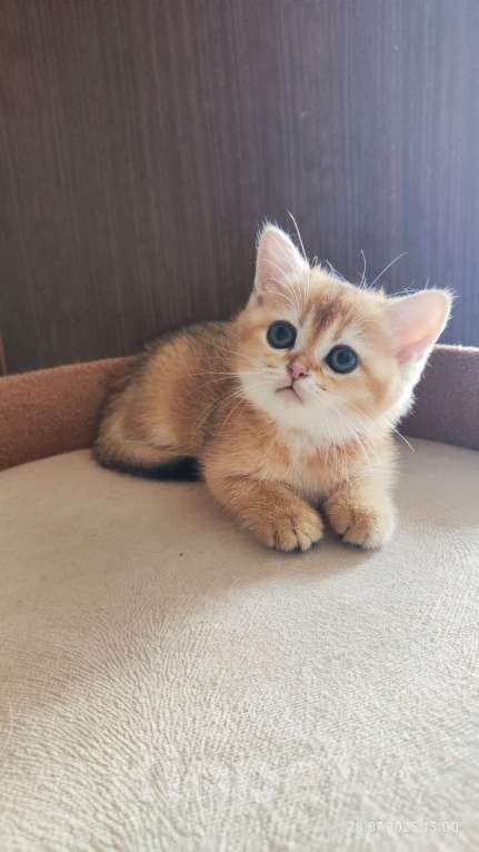 Кошки в Москве: Шотландский прямоухий котенок страйт Мальчик, 45 000 руб. - фото 2