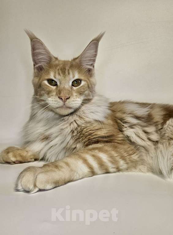 Кошки в Санкт-Петербурге: Котик красное серебро  Мальчик, 35 000 руб. - фото 3