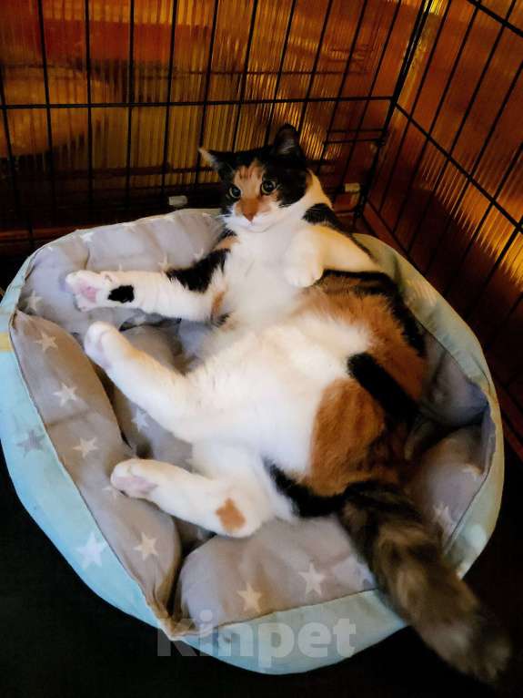 Кошки в Москве: Трехцветная кошечка в добрые руки Девочка, Бесплатно - фото 7