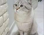 Кошки в Туле: Вязка с котом, 2 000 руб. - фото 1