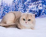 Кошки в Красноярске: Британская кошка. Девочка Девочка, 25 000 руб. - фото 5