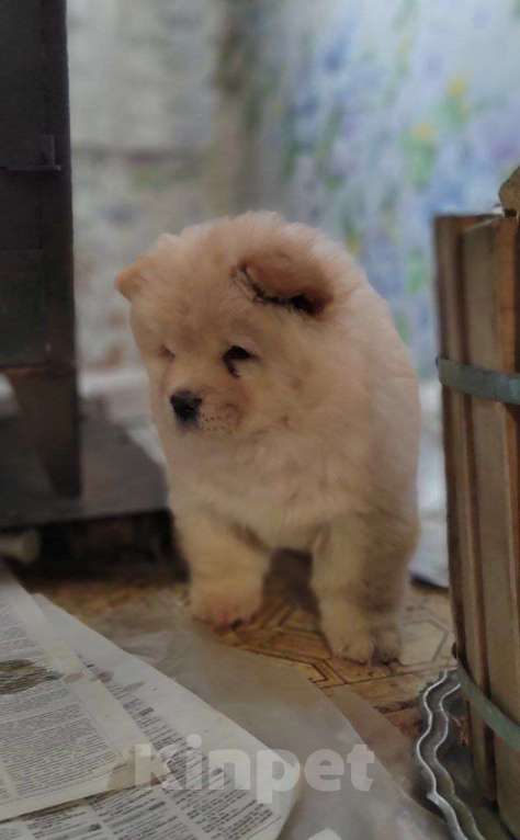 Собаки в Тюмени: Чау девочка Девочка, Бесплатно - фото 2