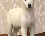 Собаки в Симферополе: Щенки белой швейцарской овчарки Девочка, 25 000 руб. - фото 1