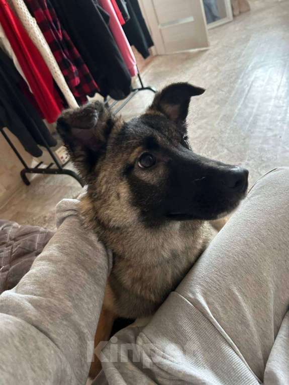 Собаки в Казани: Отдам в добрые руки Ласковую Собачку  Девочка, Бесплатно - фото 2