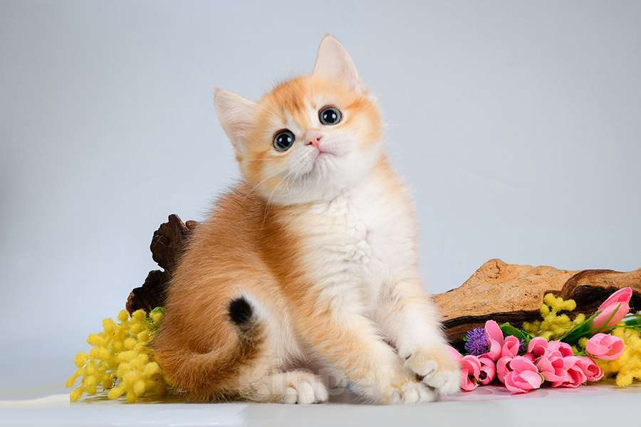 Кошки в Москве: Британские Новогодние котята. Мальчики и девочки. Мальчик, Бесплатно - фото 5