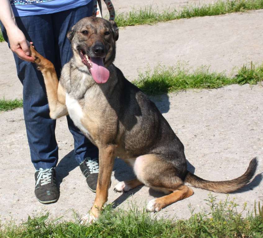 Собаки в Москве: Ласковая, добрая, жизнерадостная, умненькая собака Стеша ищет дом и семью  Девочка, Бесплатно - фото 5
