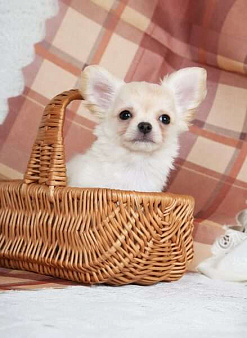 Чихуахуа крем